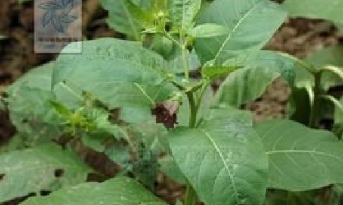 红花蛇功效网 - 为你提供红花蛇的药用功效、红花蛇图片红花蛇有什么功效与作用